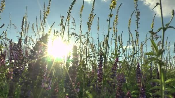 Lindas flores campo prado contra o céu azul e pôr do sol com vento — Vídeo de Stock