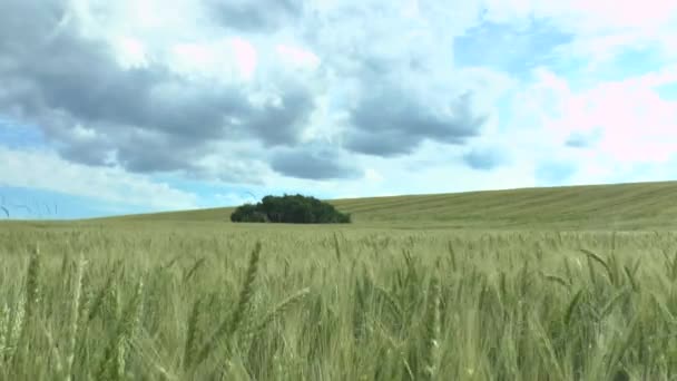 Champ de blé vert et ciel nuageux 