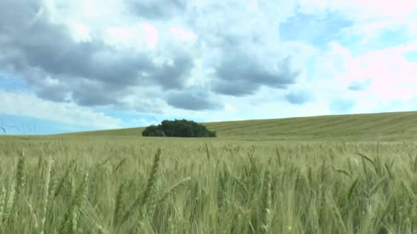 Feld aus grünem Weizen und bewölktem Himmel — Stockvideo