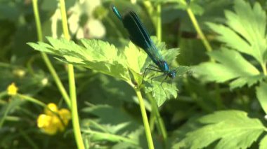 Mavi yusufçuk calopteryx Başak bir çimenlerin üzerinde