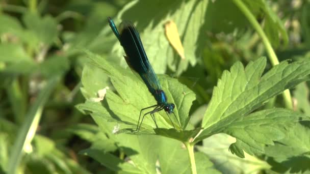 Голубая стрекоза Калоптерикс Дева на траве — стоковое видео