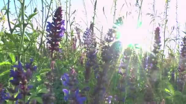 Mooie bloemen weide gebied tegen zonsondergang met wind — Stockvideo