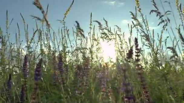 Schöne Blumen Wiese Feld gegen Sonnenuntergang mit Wind — Stockvideo