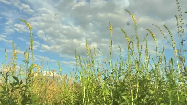 Vackra blommor äng fältet mot blå himmel — Stockvideo