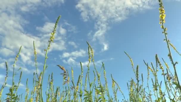 Vackra blommor äng fältet mot blå himmel — Stockvideo