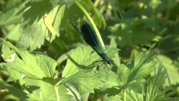 Kék szitakötő calopteryx virgo a füvön — Stock videók