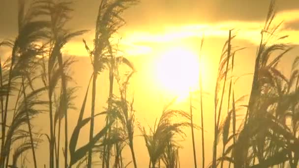 Очерету на заході сонця — стокове відео