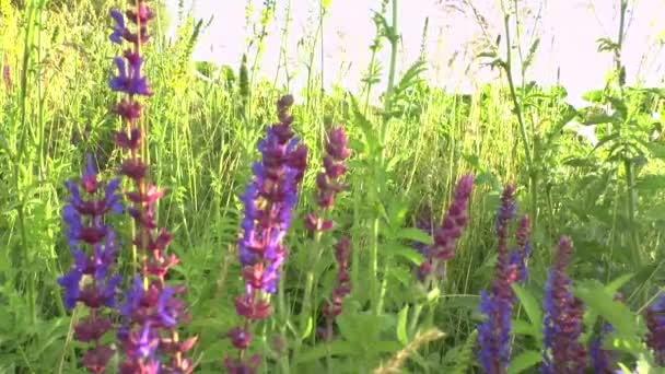 Hermosas flores prado campo contra el atardecer con viento — Vídeo de stock