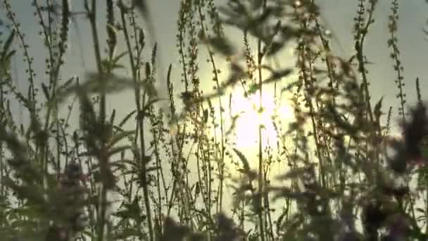 Lindas flores campo prado contra o pôr do sol com vento — Vídeo de Stock