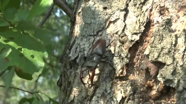 Escarabajo del ciervo en un árbol — Vídeo de stock