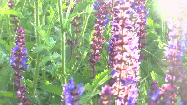 Beau champ de prairie de fleurs contre le coucher du soleil avec le vent — Video