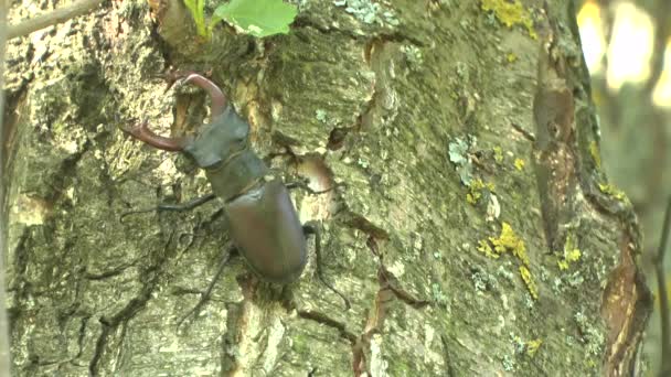 Escarabajo del ciervo en un árbol — Vídeos de Stock