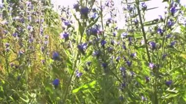 Rüzgarda sallanan yeşil çimenler.