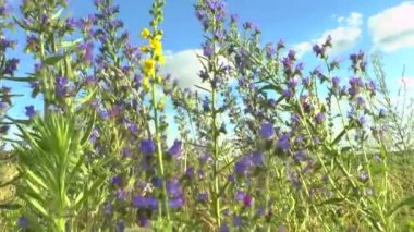 güzel çiçek çayır alan mavi gökyüzü