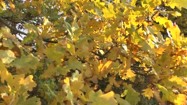 Yellow autumn leaves swaying in the wind — Stock Video