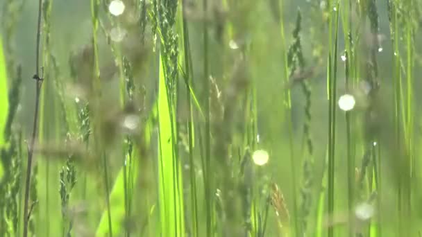 Groen gras in ochtenddauw — Stockvideo