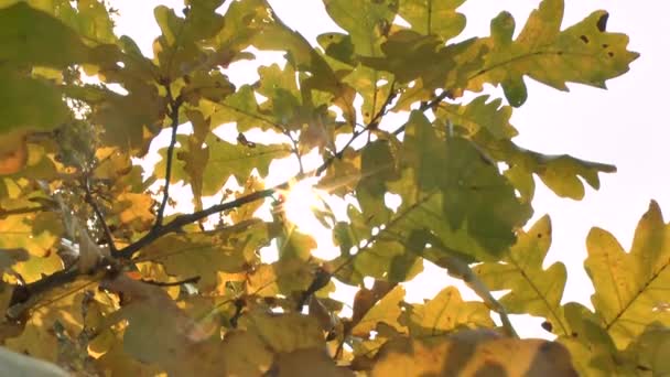 Gele herfstbladeren zwaaiend in de wind — Stockvideo