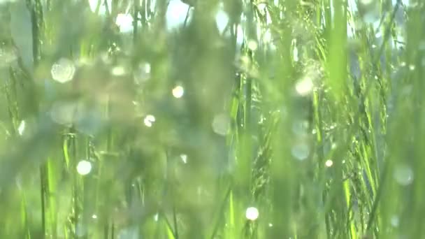 Groen gras in ochtenddauw — Stockvideo