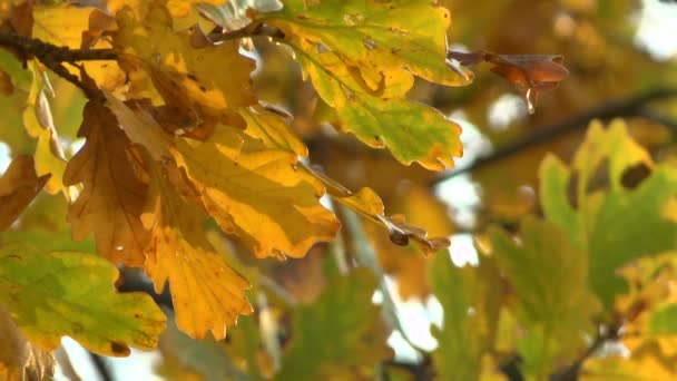 Foglie autunnali gialle ondeggianti nel vento — Video Stock