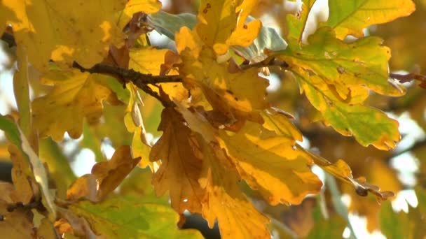 Yellow autumn leaves swaying in the wind — Stock Video