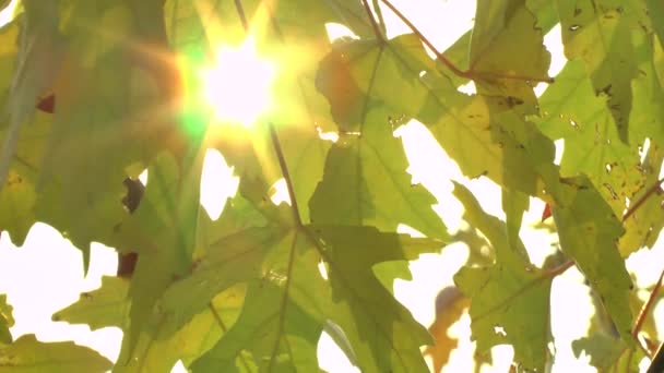 Желтые осенние листья качаются на ветру — стоковое видео