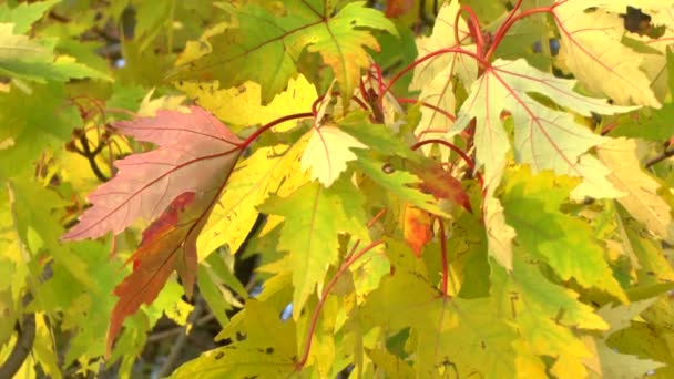 Hojas amarillas de otoño balanceándose en el viento — Vídeo de stock