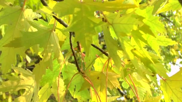 Желтые осенние листья качаются на ветру — стоковое видео