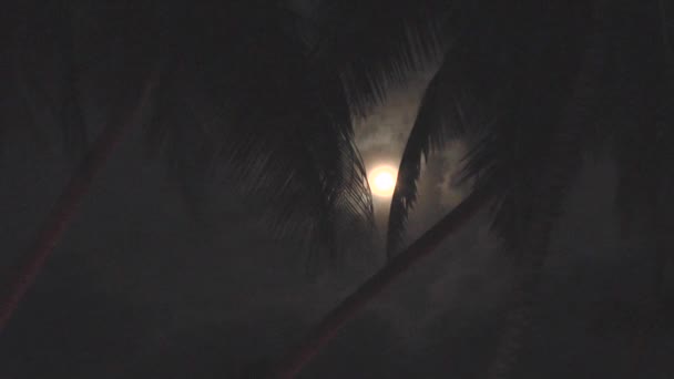 Ночные пальмы — стоковое видео