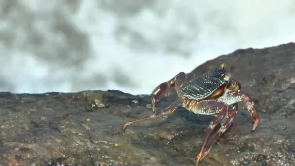 Stone crab on the coastal rocks — Stock Video