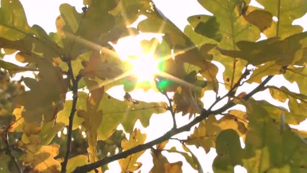 žlutá podzimní listí kymácí ve větru