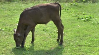 mera üzerinde genç boğa.