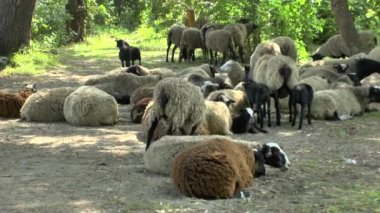 Sürü koyun ve ağaçların gölgesinde istirahat
