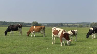 COWS grazes in a meadow