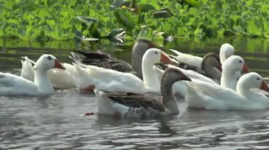 kazlar Nehri üzerinde,