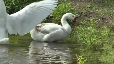 kazlar Nehri üzerinde,