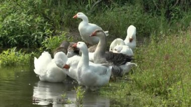kazlar Nehri üzerinde,