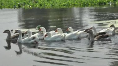 kazlar Nehri üzerinde,