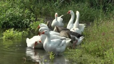 kazlar Nehri üzerinde,