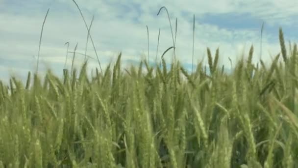 Gebied van groene tarwe en bewolkte hemel — Stockvideo