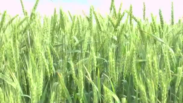 Campo de trigo verde y cielo nublado — Vídeos de Stock