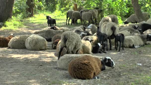 Rebanho de ovelhas e descansando à sombra das árvores — Vídeo de Stock