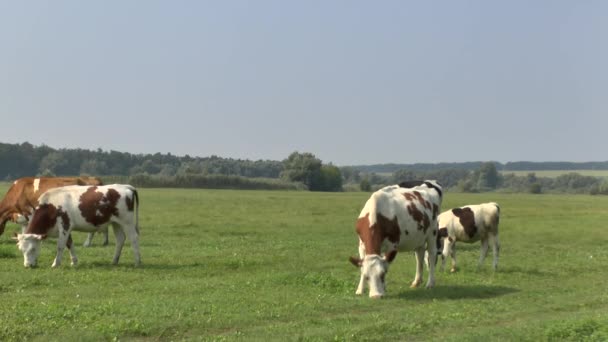 在草地上的牛吃草 — 图库视频影像