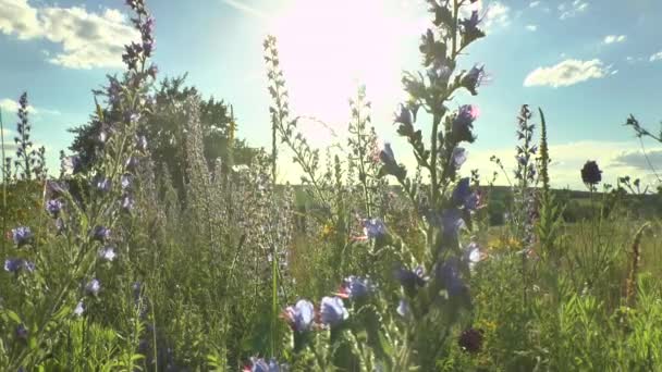 Erba verde ondeggiante nel vento. — Video Stock