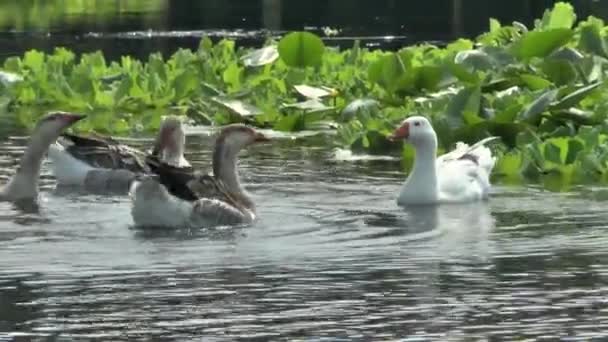 Gäss på floden, — Stockvideo