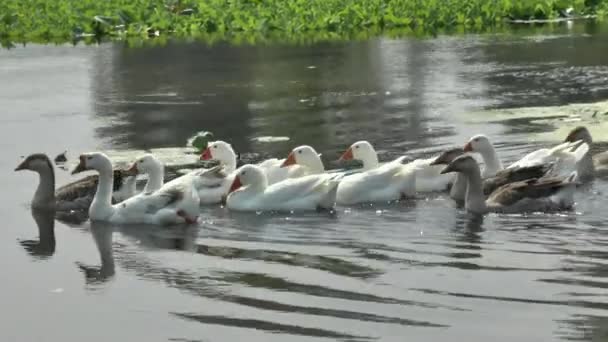 Geese on the River, — Stock Video