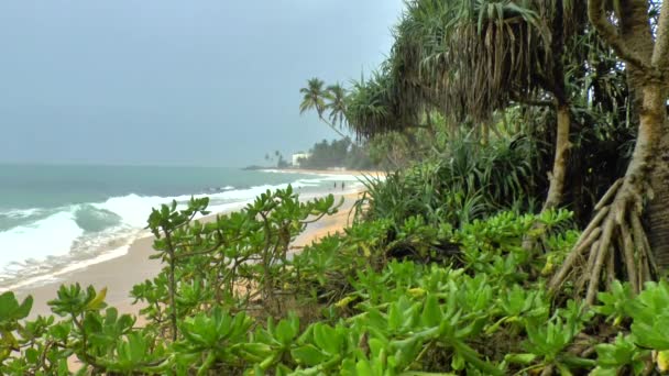 Costa tropical, Sri Lanka . — Vídeos de Stock