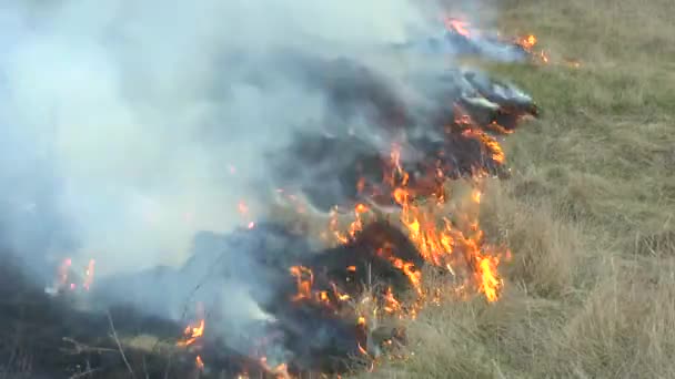 Feu dans le champ de gazon sec.