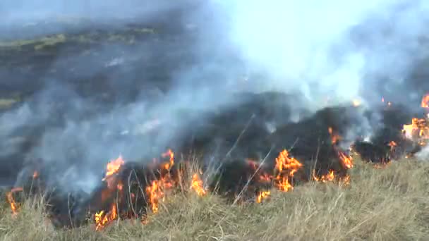 Feuer im trockenen Grasfeld. — Stockvideo