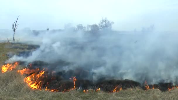 Feu dans le champ de gazon sec.