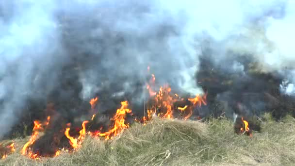 Feuer im trockenen Grasfeld. — Stockvideo